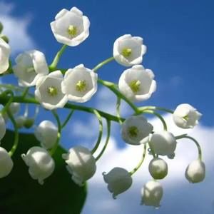 Meet your Posher, Janet